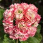 20 Seeds Geranium White Red Ball Type Flower Fresh Seeds