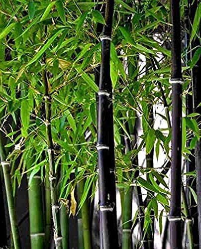 60 Seeds Rare Black Bamboo Fresh Seeds