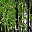 60 Seeds Rare Black Bamboo Fresh Seeds