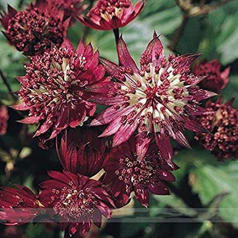 40 Seeds Astrantia Major Ruby Cloud Pincushion Fresh Seeds