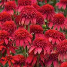 400 Seeds Echinacea Mixed 9 Colors Perennial Fresh Seeds