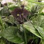 200 Seeds Black Tiger Shall Orchid Perennial Fresh Seeds