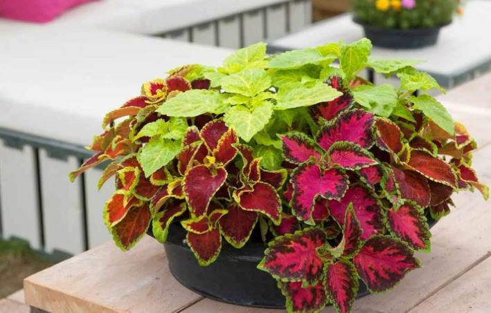 200 Seeds Rare Coleus Blumei Rainbow Mix Fresh Seeds