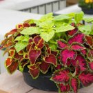 200 Seeds Rare Coleus Blumei Rainbow Mix Fresh Seeds