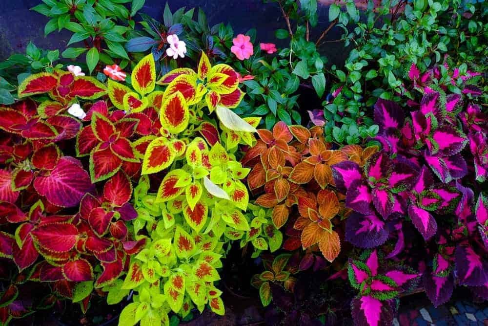 400 Seeds Rare Coleus Blumei Plant Fresh Seeds