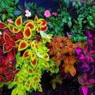 400 Seeds Rare Coleus Blumei Plant Fresh Seeds