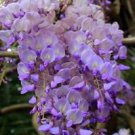 40 Seeds Sky Blue Moon Wisteria Tree Fresh Seeds
