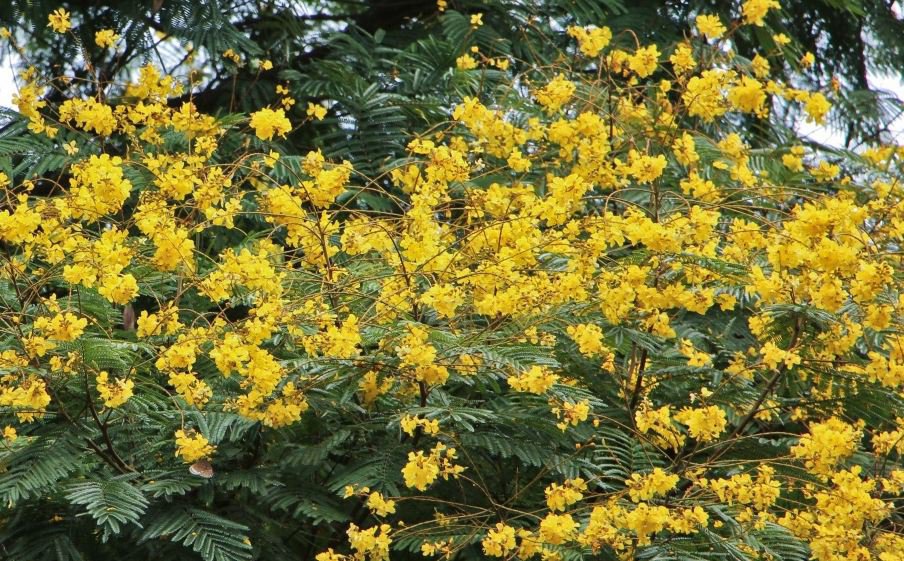 4 Seeds Schizolobium Parahyba Yellow Jacaranda Fresh Seeds