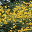 4 Seeds Schizolobium Parahyba Yellow Jacaranda Fresh Seeds