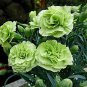 400 Seeds Carnation Jade Dianthus Flower Fresh Seeds
