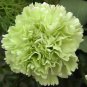 400 Seeds Carnation Jade Dianthus Flower Fresh Seeds
