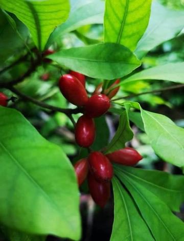 60 Seeds Synsepalum Dulcificum Fruit Fresh Seeds