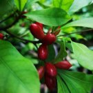 60 Seeds Synsepalum Dulcificum Fruit Fresh Seeds