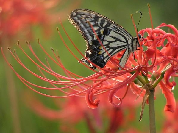 20 Seeds Lycoris Fresh Bulbs Garden Plant Fresh Seeds