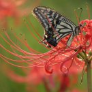 20 Seeds Lycoris Fresh Bulbs Garden Plant Fresh Seeds