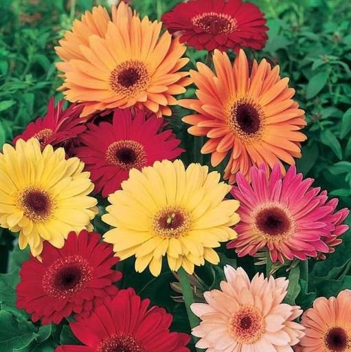 200 Seeds Gerbera Daisy Hybrids Mix Fresh Seeds