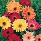 200 Seeds Gerbera Daisy Hybrids Mix Fresh Seeds
