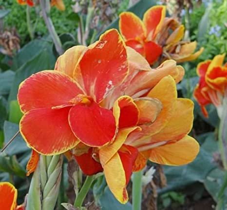 10 Seeds Large Poly Gay Canna Lily Rhizome Fresh Seeds