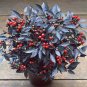 60 Seeds Onyx Red Ornamental Pepper Fresh Seeds