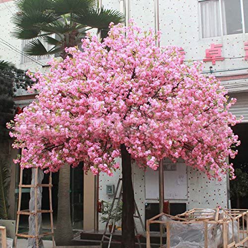 40 Seeds Pink Oriental Cherry Sakura Tree Fresh Seeds