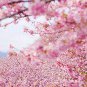 40 Seeds Pink Oriental Cherry Sakura Tree Fresh Seeds