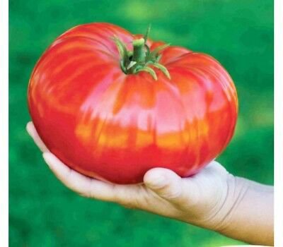 200 Seeds 'Gigantomo' Tomato Fresh Seeds