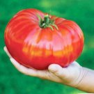 200 Seeds 'Gigantomo' Tomato Fresh Seeds