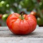 200 Seeds 'Gigantomo' Tomato Fresh Seeds