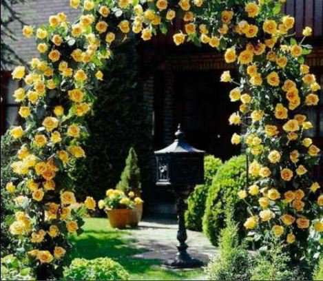 100 Seeds Yellow Turbinelike Climbing Rose Fresh Seeds