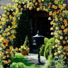 100 Seeds Yellow Turbinelike Climbing Rose Fresh Seeds