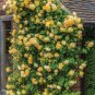 100 Seeds Yellow Turbinelike Climbing Rose Fresh Seeds