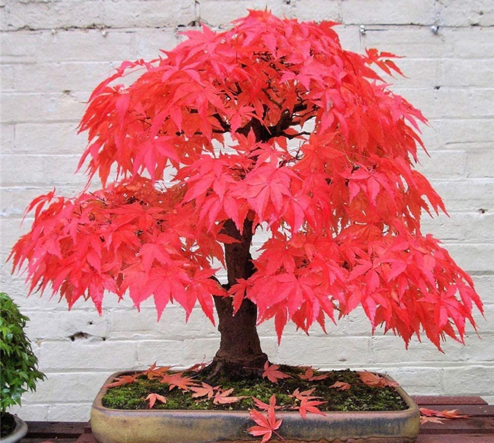 40 Seeds Colorful Japanese Maple Bonsai Tree Fresh Seeds