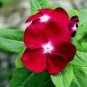 40 Seeds Vinca Rosea Periwinkle Little Linda Fresh Seeds