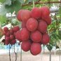 30 Seeds Ruby Roman Grapes Fresh Seeds