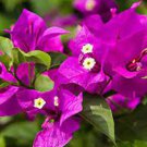 200 Seeds Beautiful Seed Bougainvillea Fresh Seeds