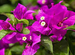 200 Seeds Beautiful Seed Bougainvillea Fresh Seeds