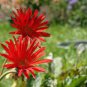 200 Seeds Rose Red Gerbera Spider Daisy Fresh Seeds