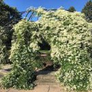 200 Seeds Sweet Autumn Clematis Fresh Seeds