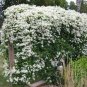 200 Seeds Sweet Autumn Clematis Fresh Seeds