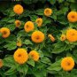80 Seeds Giant Sunflower Teddy Bear Fresh Seeds
