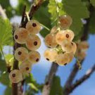 40 Seeds Fresh White Currant Berry Fresh Seeds