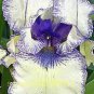 40 Seeds Louis Iris Tectorum Flower Fresh Seeds