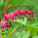 10 Seeds Red BleedingHeart Lamprocapnos Spectabilis Fresh Seeds