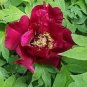 10 Seeds Blackish Red Peony Plant Flower Fresh Seeds