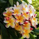 200 Seeds Garden Plumeria Fresh Seeds