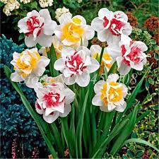 200 Seeds Narcissus Potted White Daffodil Fresh Seeds