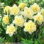 200 Seeds Narcissus Potted White Daffodil Fresh Seeds
