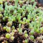 20 Seeds Imported New Zealand Rabbit Monilaria Fresh Seeds