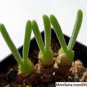 200 Seeds Imported New Zealand Rabbit Monilaria Fresh Seeds
