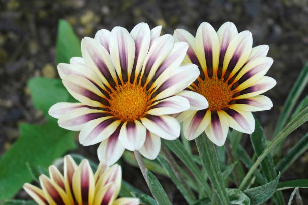 60 Seeds Gazania White Yellow Petals Purple Stripe Fresh Seeds